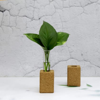The Mohraj Cork Fridge Planter