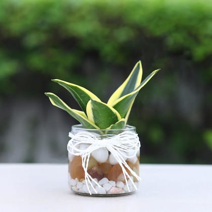 Milt Sansevieria Mason Jar Terrarium