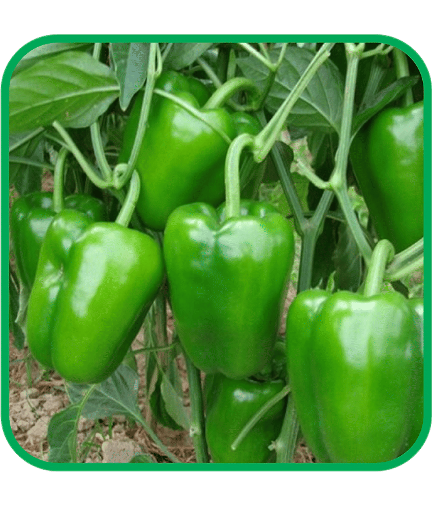 Aero Seeds Capsicum Green Pack of 50 Seeds