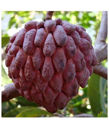 RARE RED Sugar Apple Fruit seeds - 20 Pcs TN ORGANIC