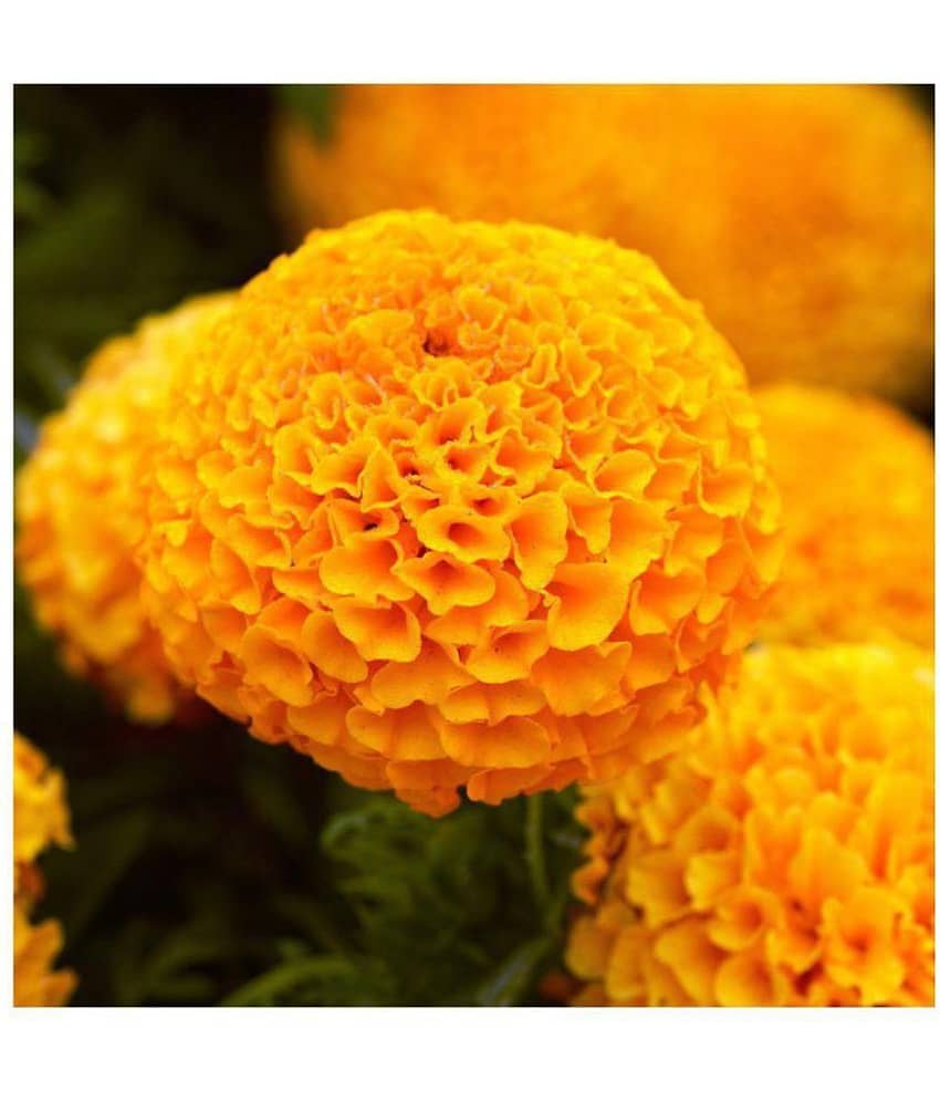 MARIGOLD High Yield Organic Seeds ORANGE & YELLOW MIXED 100 Seeds FRESH 2017 COLLECTION