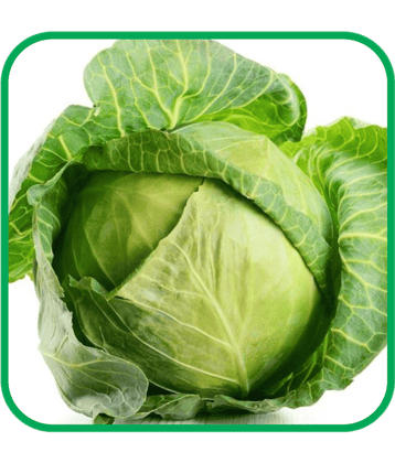 Aero Seeds Cabbage Vegetable ( 50 Seeds )