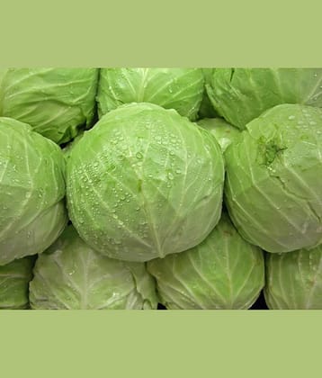 LiveNature Cabbage/Patta Gobhi/Bandha Gobhi Winter Vegetable Plant Seeds | For Home Garden & Terrace – Pack of 100 Seeds
