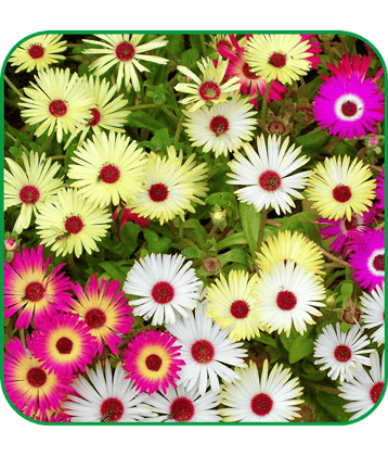 Aero Seeds Iceflower Pack of 200 Seeds