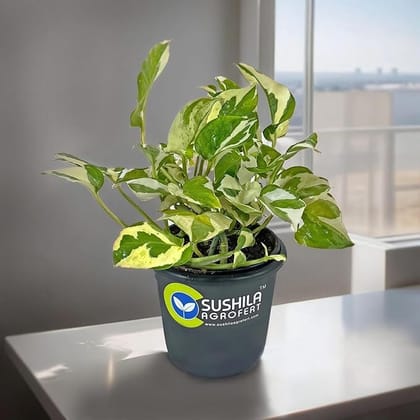 Sushila Agrofert's Money Plant N joy Ornamental Indoor Good Luck Plant