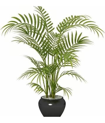 FLARE SEEDS Areca Palm Bonsai Hybrid Tree Seeds pack of 10 Seeds