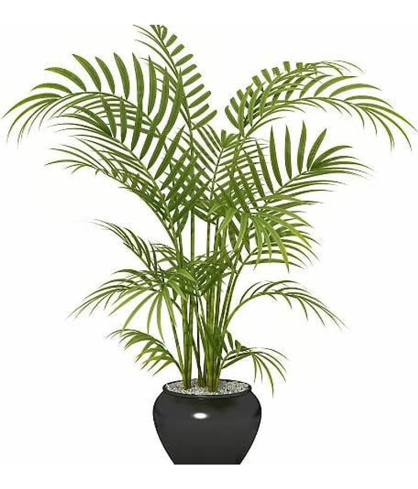 FLARE SEEDS Areca Palm Bonsai Hybrid Tree Seeds pack of 10 Seeds