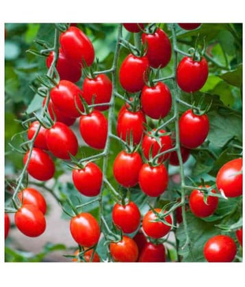 R-DRoz Cherry Tomato High Quality Seeds - Pack of 50 Hybrid Seeds