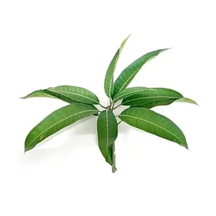 Mango Leaves - Aam Ke Patte - Aamche Patte - 1 Bunch