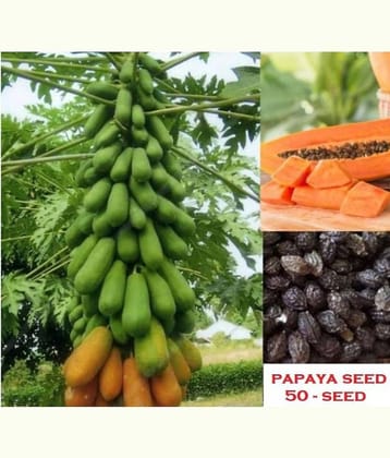 Papaya Fruit Seeds ( 25 Seeds )