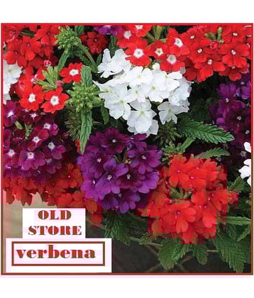 VERBENA FLOWER MIX VARIETY 30 SEEDS WITH FREE COCOPEAT COMBO PACK WITH USER MANAUL FOR HOME GARDENING USE