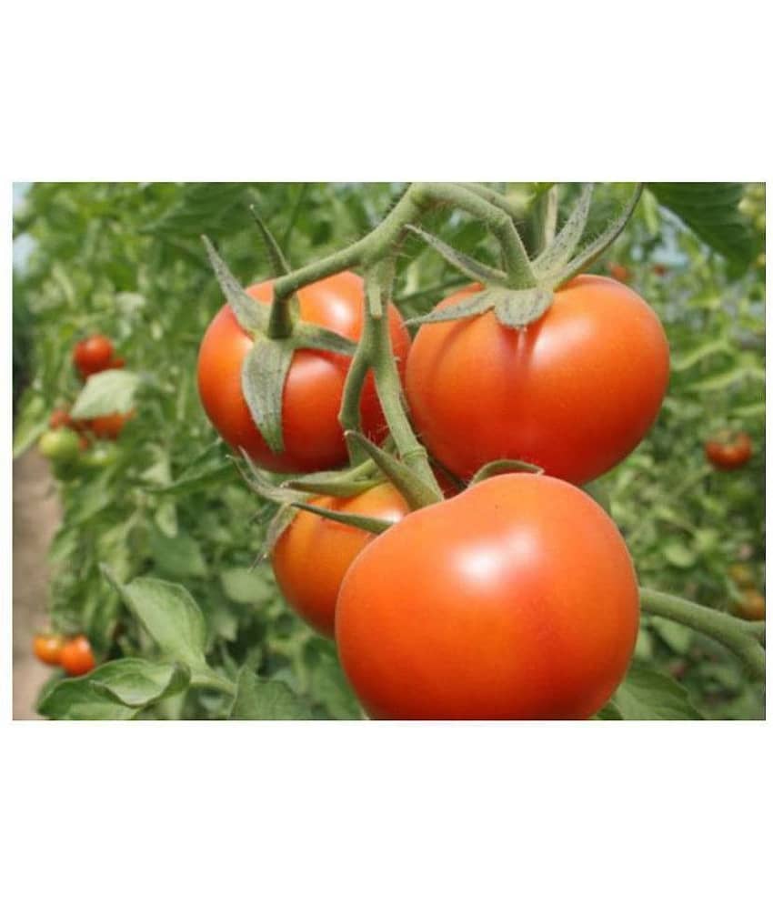 R-DRoz Tomato Red Round Vegetables Seeds - Pack of 100 Premium Seeds