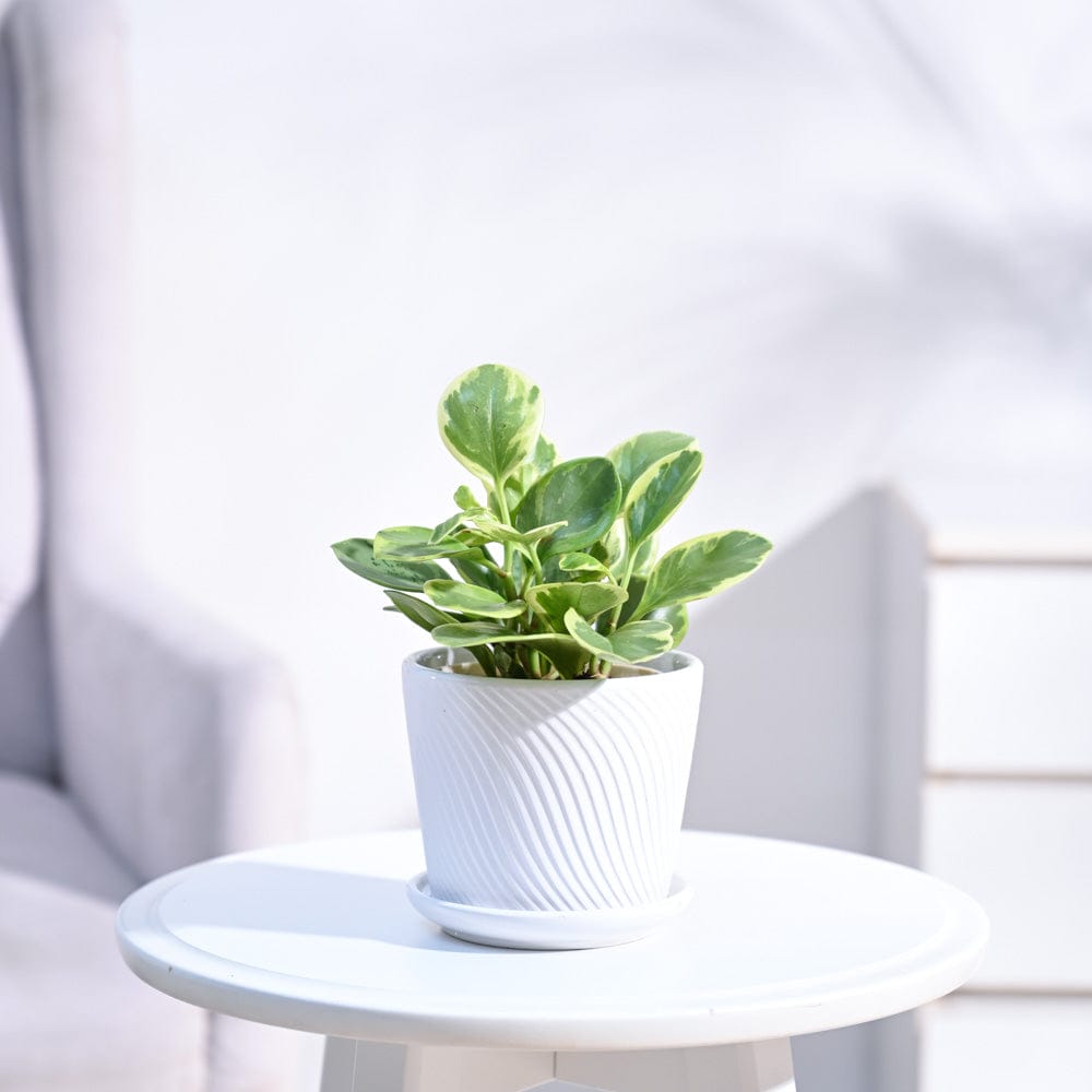 Peperomia Variegated Plant-Grey / Small / Lagos