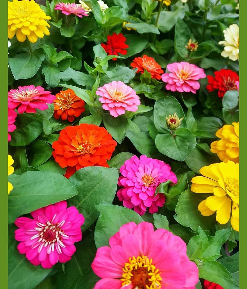 Zinnia Mix Flower Plant Seeds -25 Per Pack