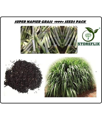 STOREFLIX NAPIER GRASS Seed (1000 per packet)