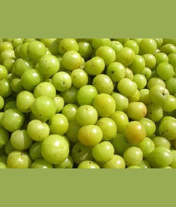 Amla Plant Seeds , Indian gooseberry ,Amalaka, Phyllanthus emblica,Nilli, Aonla Seeds Pack of 30