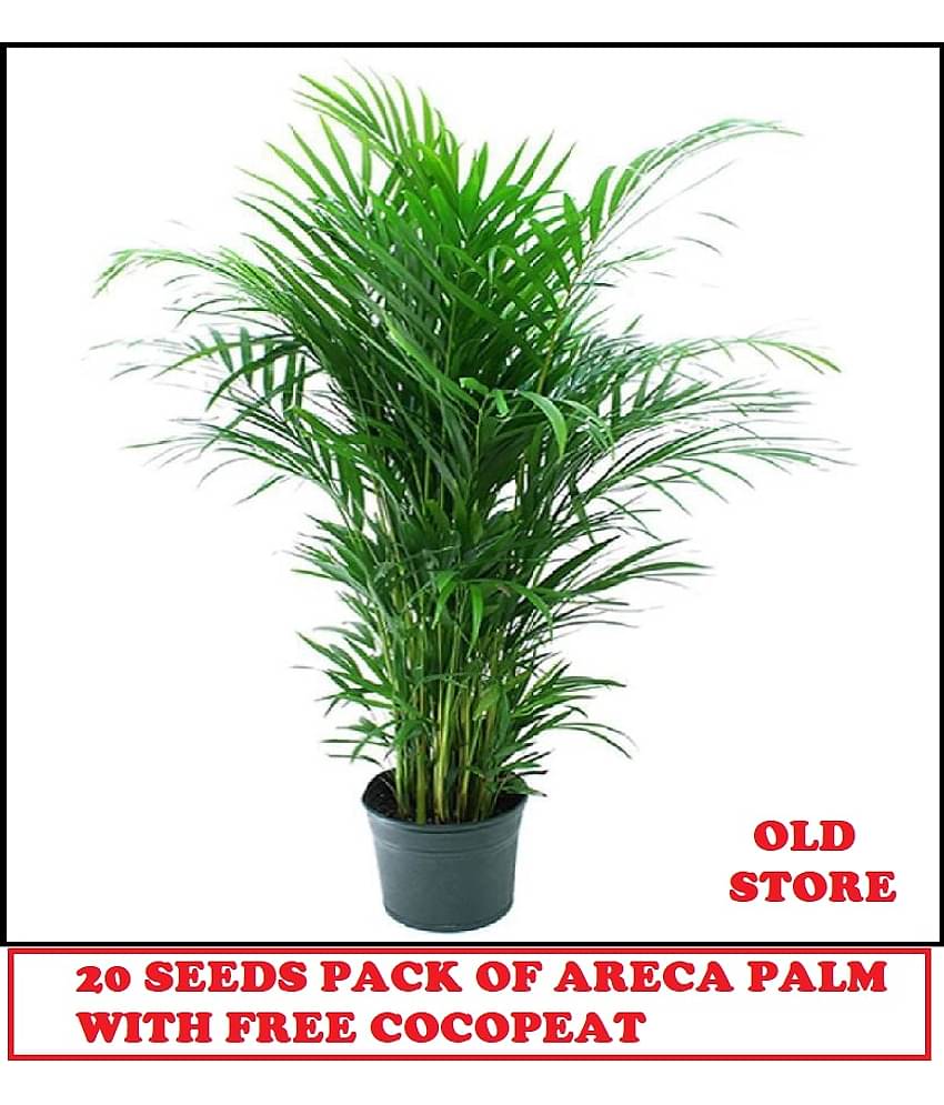 ARECA PALM PLANT 20 SEEDS PACK FOR HOME GARDENING USE INDOOR OUTDOOR WITH FREE COCO PEAT COMBO PACK WITH USER MANUAL