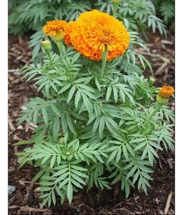 CLASSIC GREEN EARTH - Marigold Flower ( 70 Seeds )