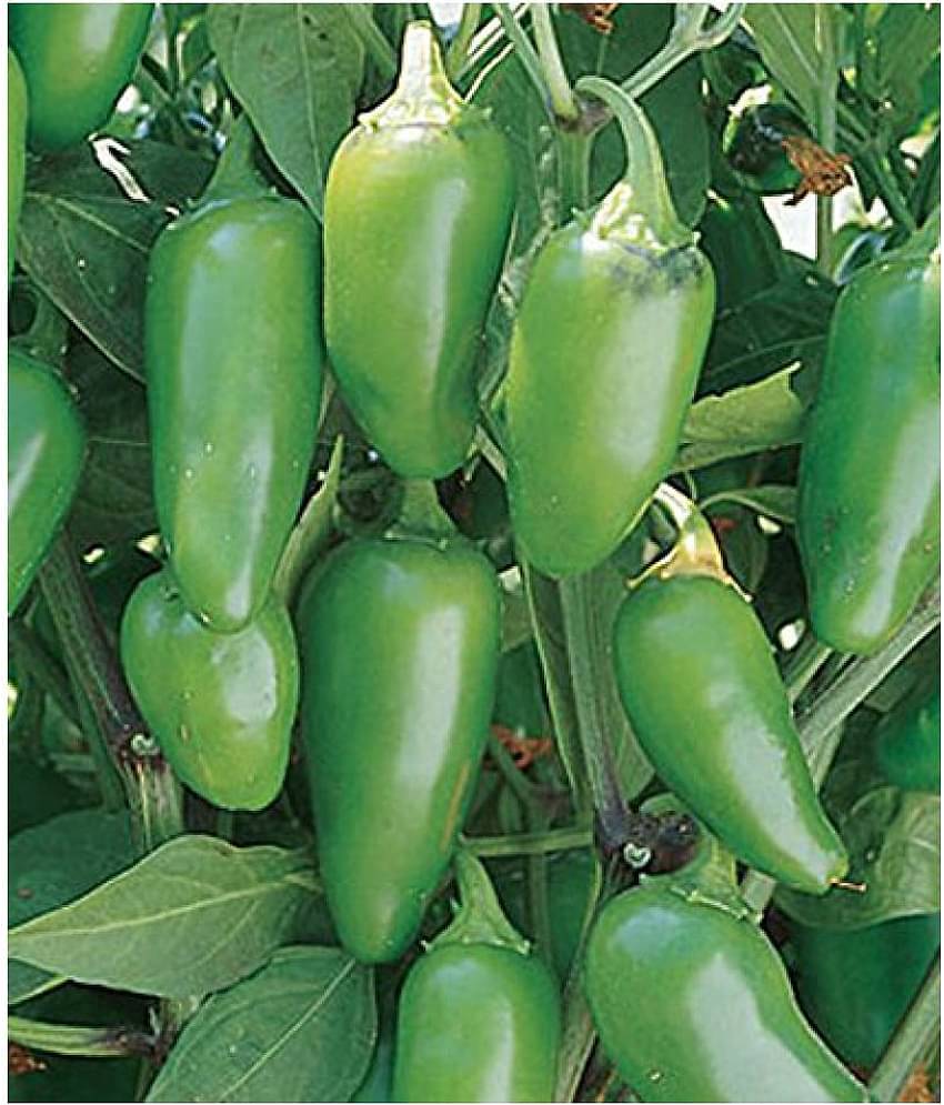SOIL ME Pepper Jalapeno Green Seeds