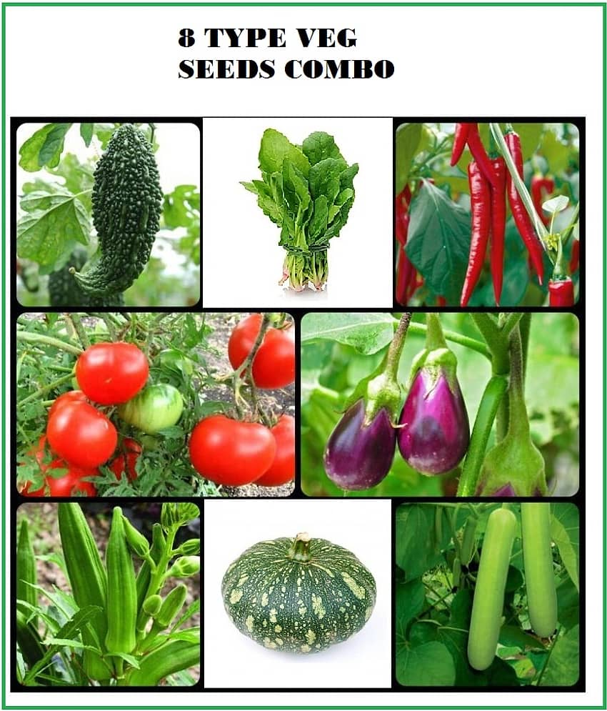 COMBO OF 8 DIFFERENT TYPE VEGETABLE PLANT SEEDS PACK MORE THAN 150 SEEDS PACK WITH USER manual FOR HOME GARDENUNG USE