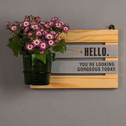 Hello Gorgeous with Vat69 Planter