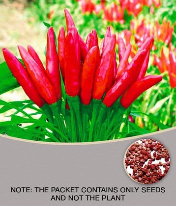 Pepper Red Chilli Hybrid Bengali Surajmukhi Type, 50 Seeds