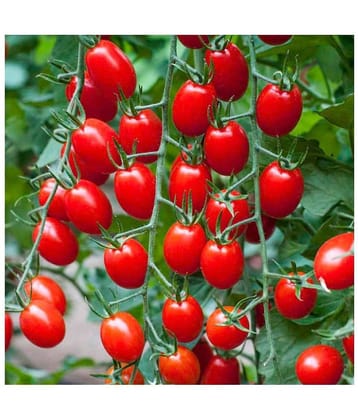Hybrid Cherry Tomato Organic seed - 50