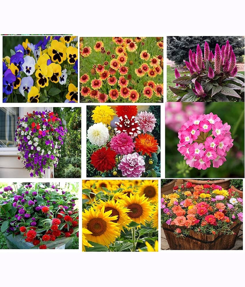 CLASSIC GREEN EARTH - Flower Seeds ( 6 FLOWER COMBO 300 SEEDS HYBRID )