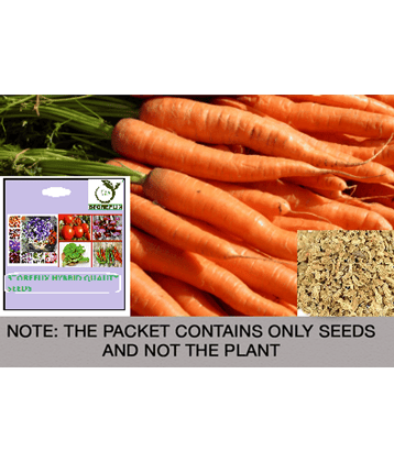 STOREFLIX Carrot Vegetable ( 100 Seeds )