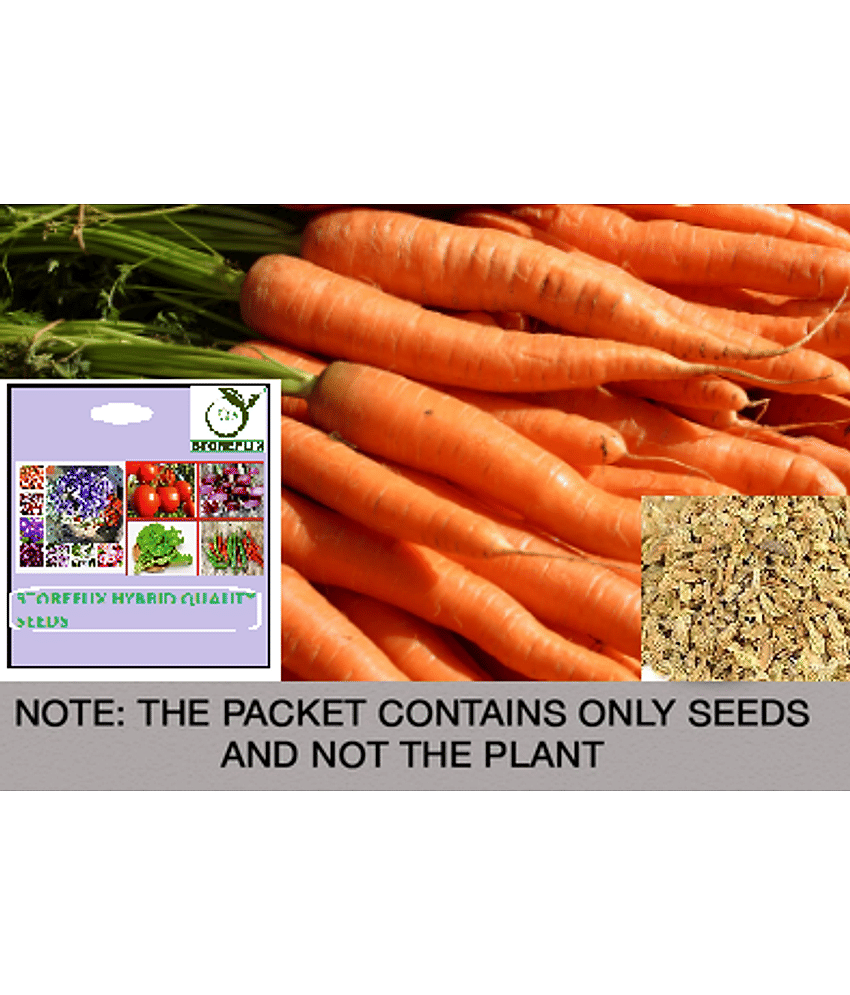 STOREFLIX Carrot Vegetable ( 100 Seeds )