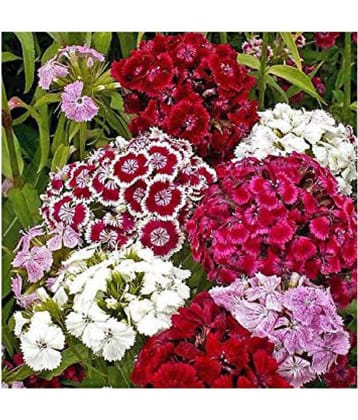 Sweet William Mixture Dianthus barbatus Winter Flower Seeds with Coco Peat Seed Starter