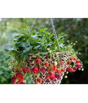 Creative Farmer Herbal Plant Seeds - Strawberry Hanging Variety Kitchen Garden Pack