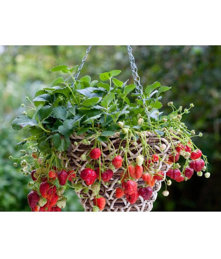 Creative Farmer Herbal Plant Seeds - Strawberry Hanging Variety Kitchen Garden Pack