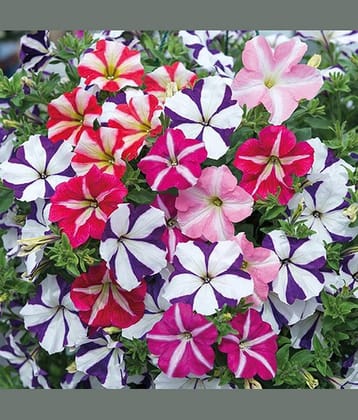 Petunia Ultra Star Variety (Avg 30-50 Seeds) with cocopeat and growing soil