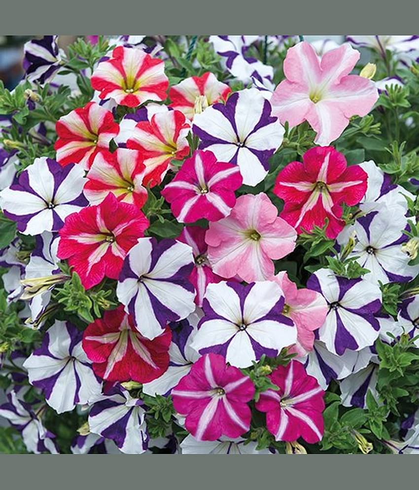 Petunia Ultra Star Variety (Avg 30-50 Seeds) with cocopeat and growing soil