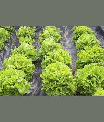 Vegetable Seeds Butterhead Lettuce Seeds - Lettuce Green ​Seeds Seeds Any Season Home Garden Seeds
