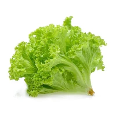 Lettuce - Green