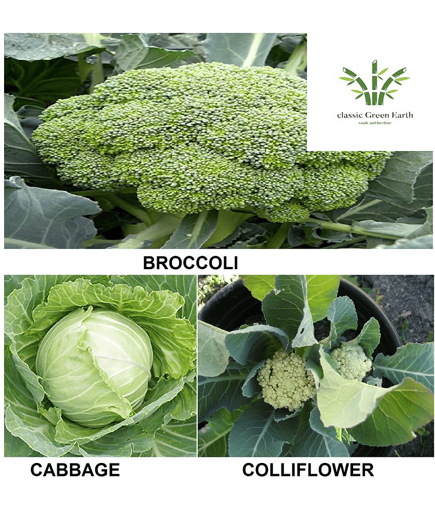 broccoli +cabbage +cauliflower 100+ deesds with growing cocopeatt