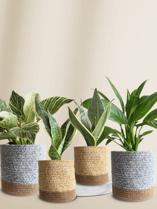 Classy Air-Purifying Bedroom Plants Combo