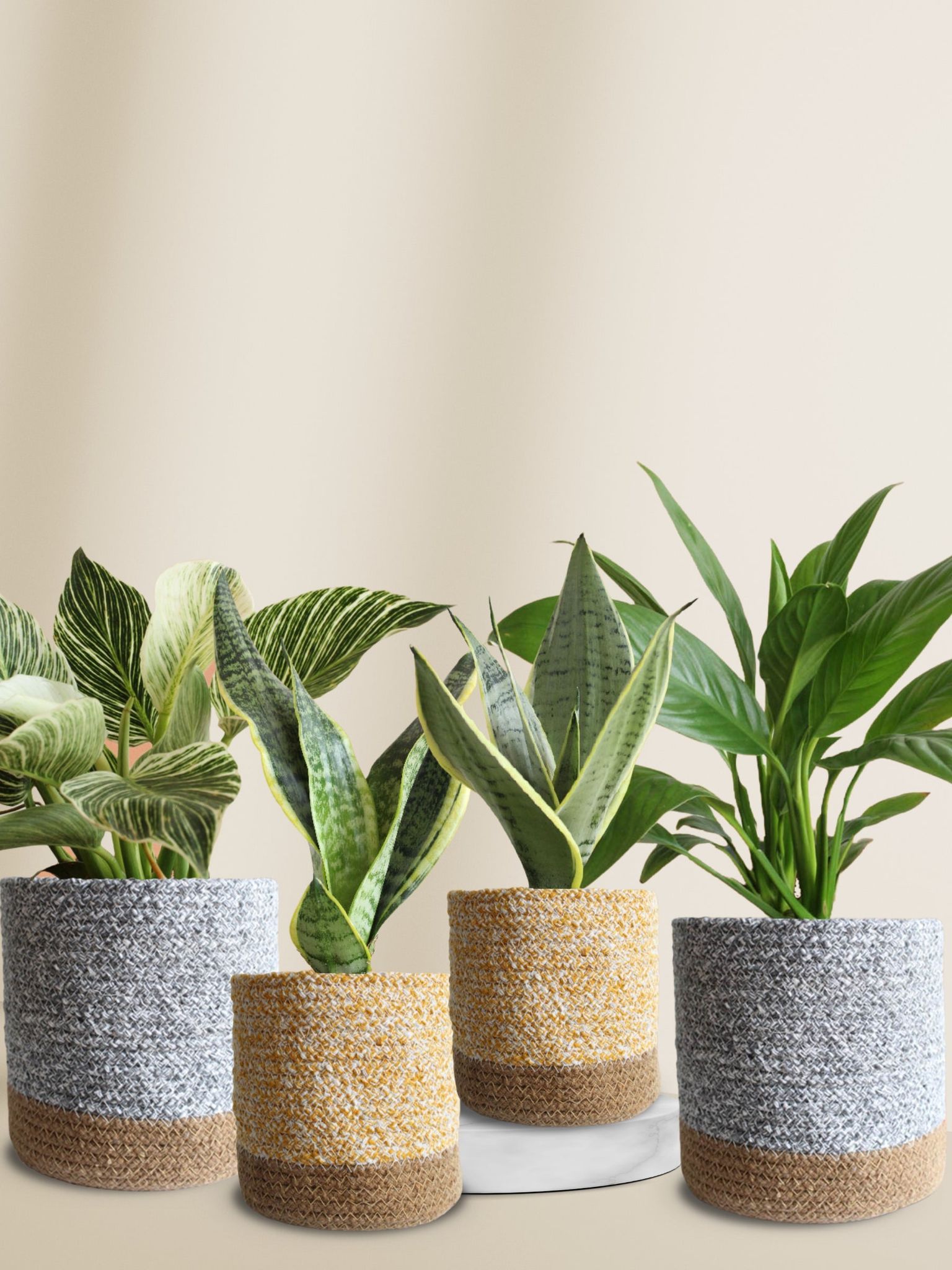 Classy Air-Purifying Bedroom Plants Combo