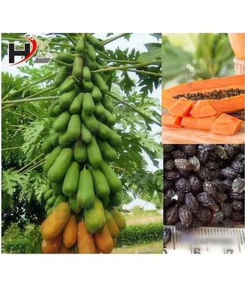 HL. Papaya Seeds 50pcs (Hybrid)