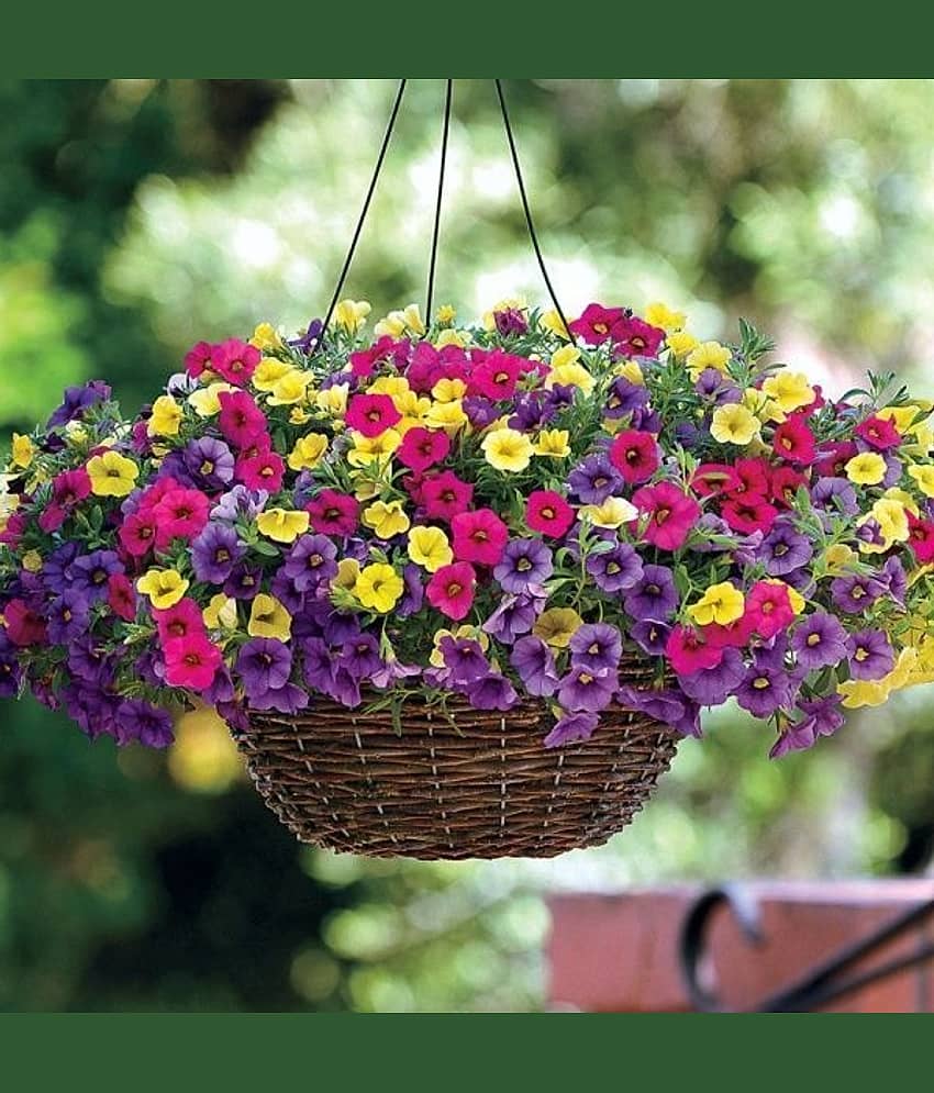 Petunia Flower Best Quality Premium Hyrbrid seeds (Pack of 40)