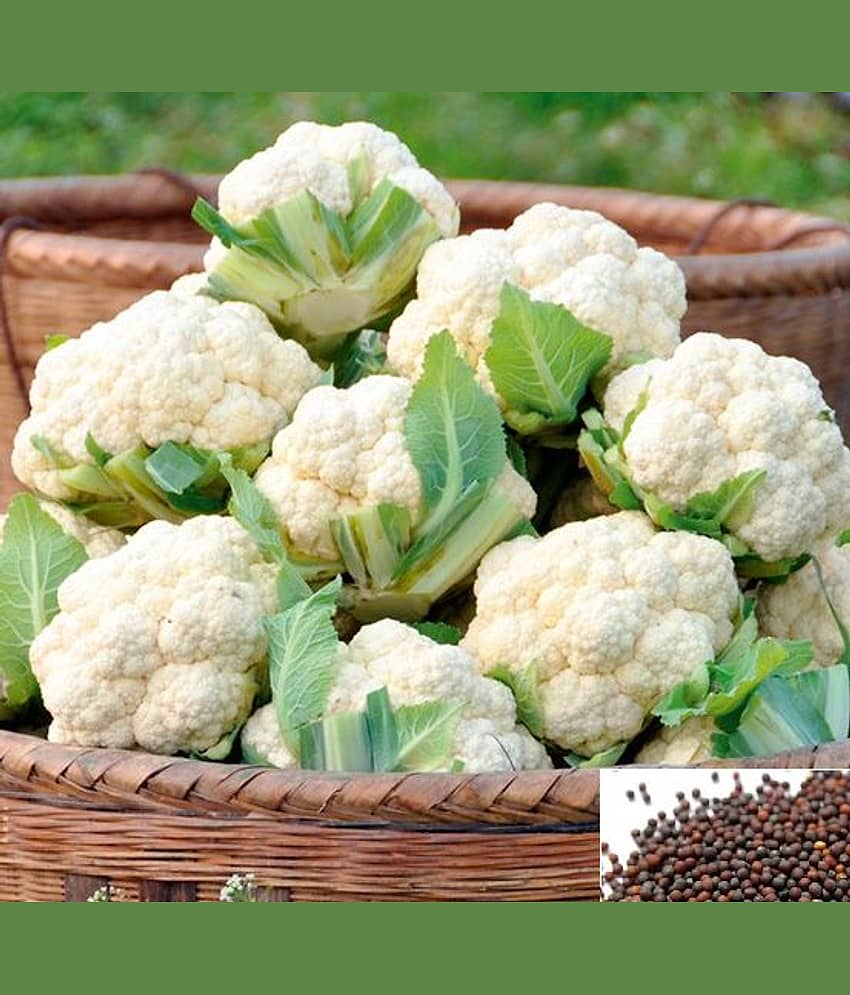 homeagro - Cauliflower Vegetable 2 Varieties ( 10