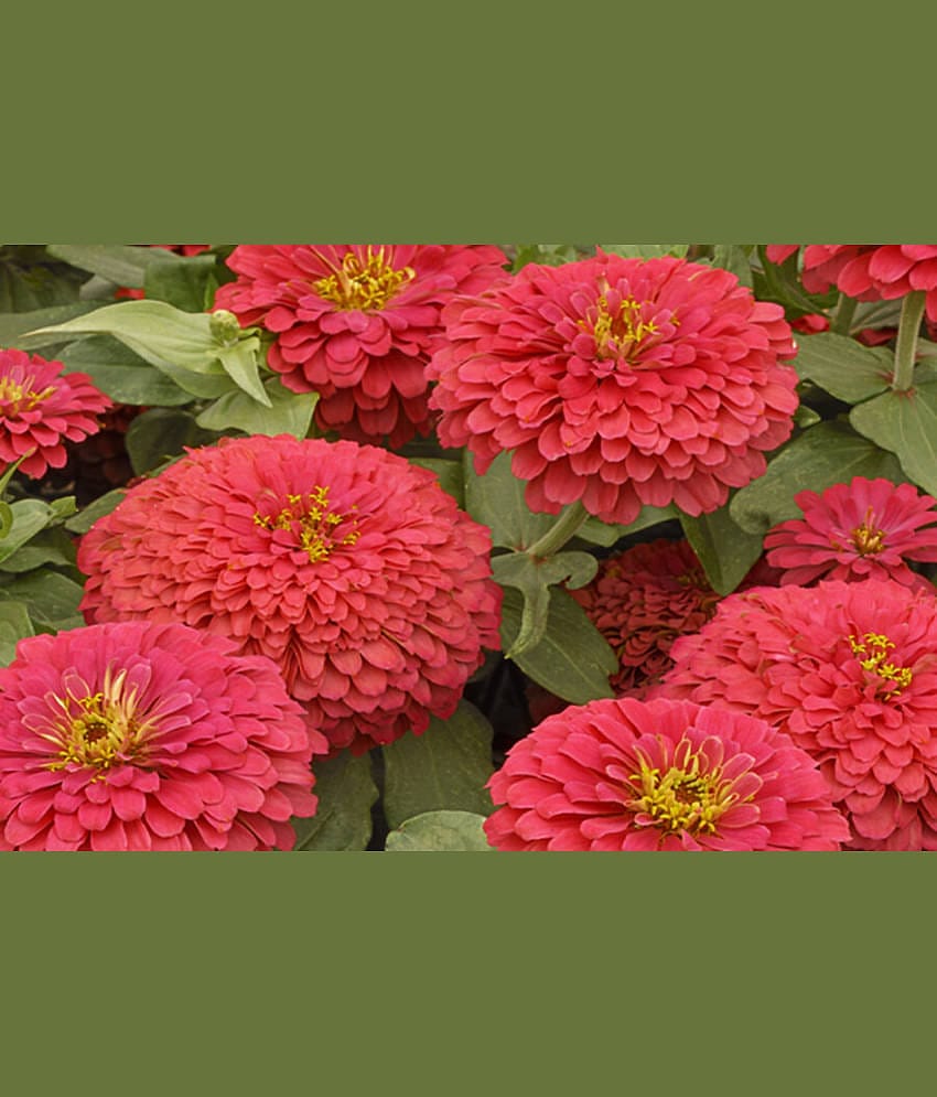 HN organic seed - Zinnia Mixed Flower ( 20 Seeds )