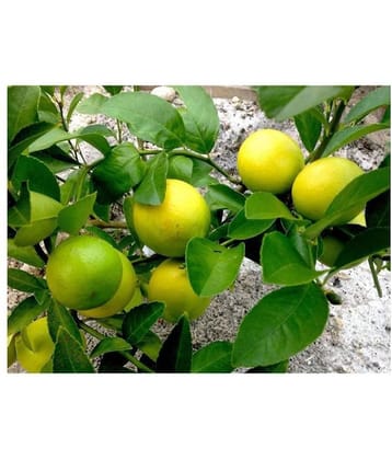 Rare Lemon Tree Seeds Indoor Outdoor Garden Heirloom Fruit