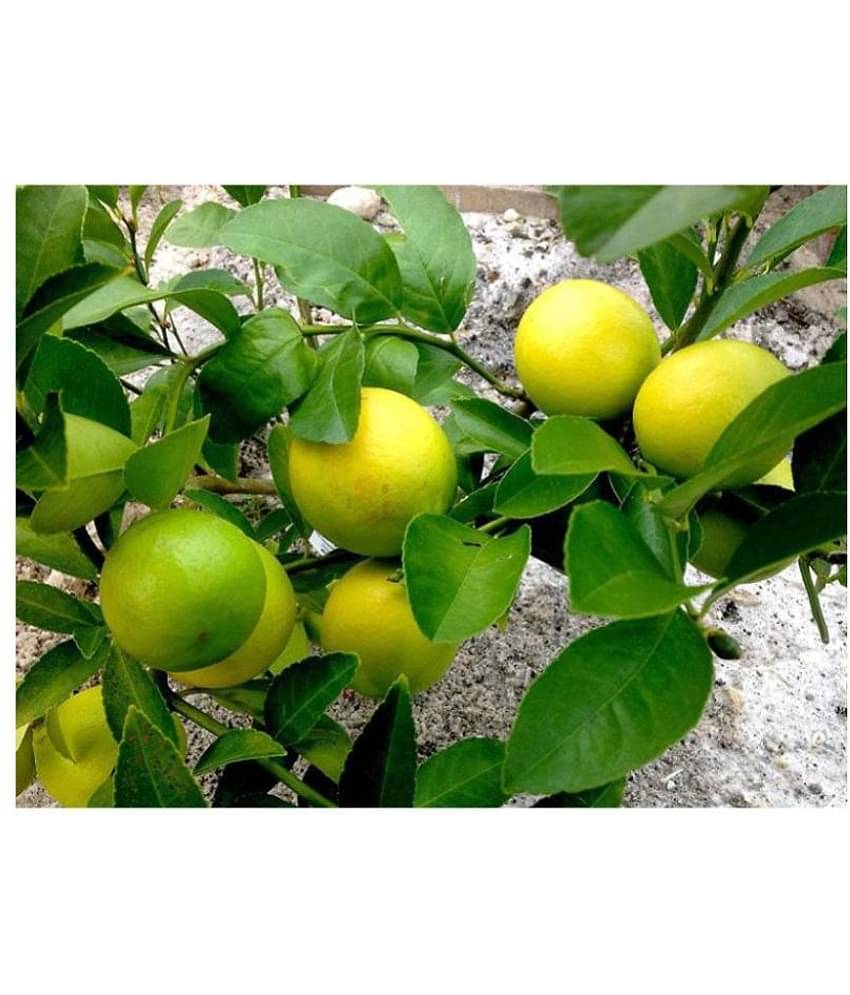 Rare Lemon Tree Seeds Indoor Outdoor Garden Heirloom Fruit