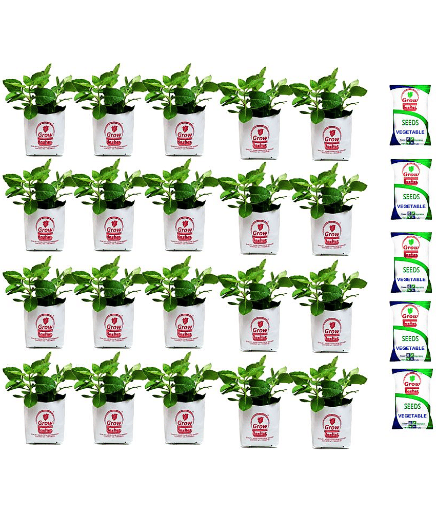 Grow bag for home gardening High Quality 150 Micron/600 Gauge | Pack of 20 Bags; Size: 30 x 16 x 16 cm with 5 veg seeds