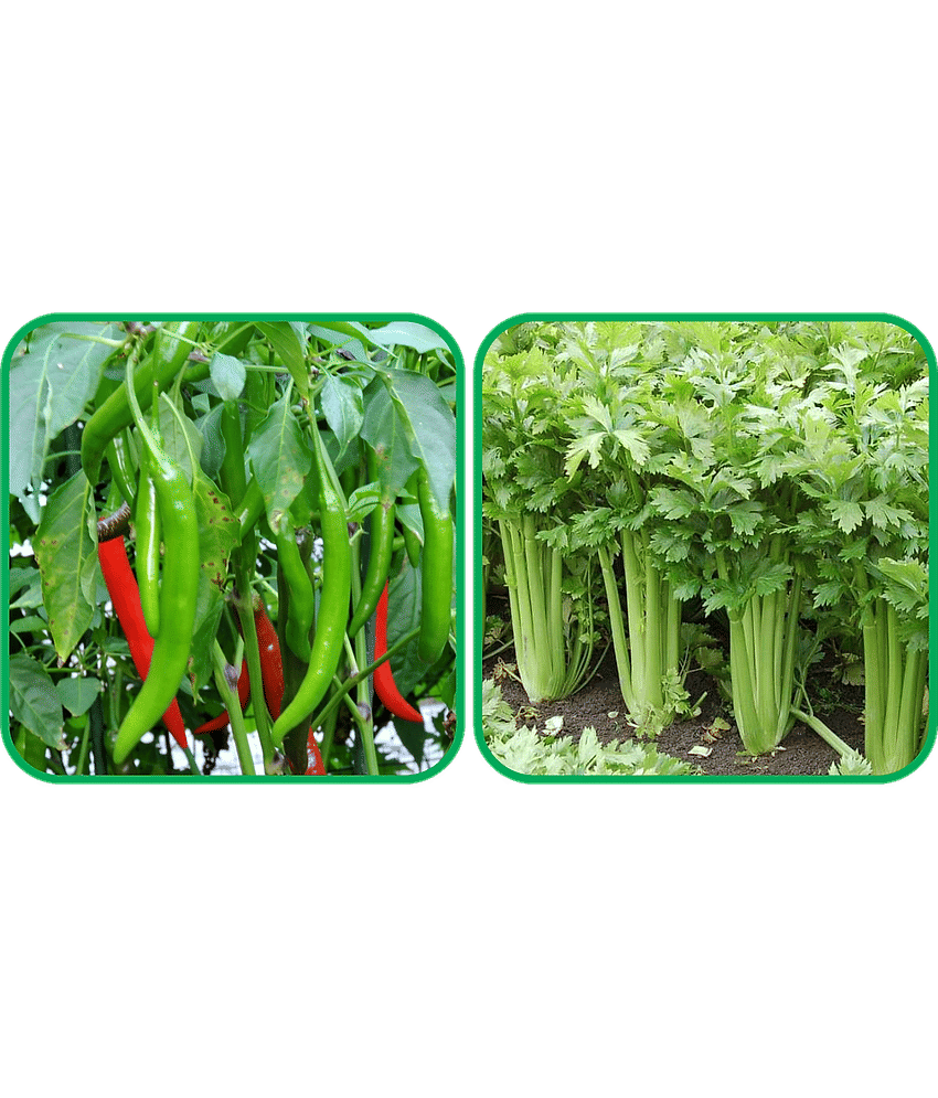 Aero Seeds Celery ( 100 Seeds) And Chilli (50 Seeds) Vegetable Seeds Pack