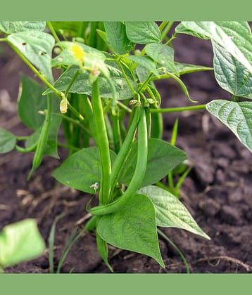 LiveNature Beans Vegetable ( 100 Seeds )