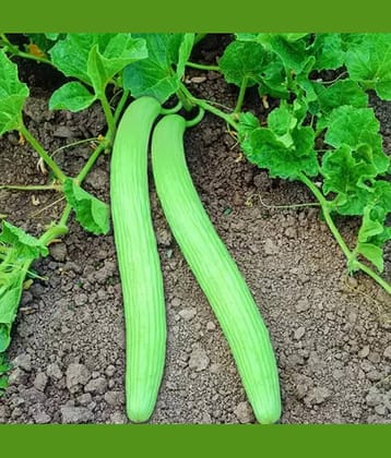 LiveNature Organic Kakdi Vegetable ( 100 Seeds )